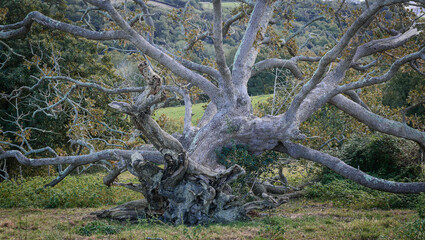 large, greyish tree, fallen on the leafless grass, dead, with its roots dug up in the middle of the grass