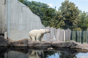 Polar bear (Ursus maritimus) in zoological garden