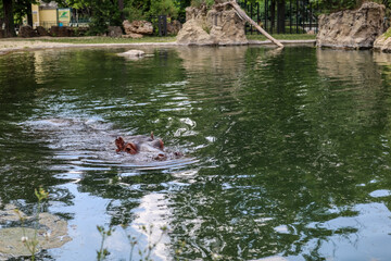 Cute hippopotamus in zoological garden
