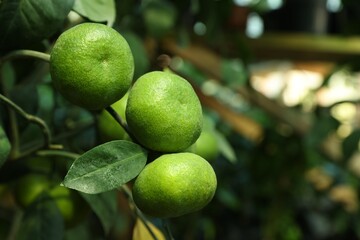 Unripe lemons growing on tree outdoors, closeup. Space for text