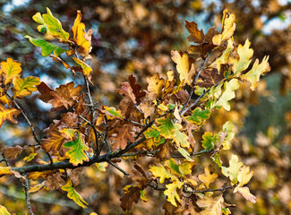 autumn leaves in the forest