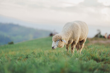 White sheep eating or walking or running at the lawn. In the evening in the mountain meadow. The...