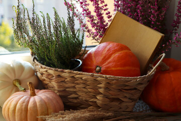Wicker basket with beautiful heather flowers, pumpkins and book near window indoors