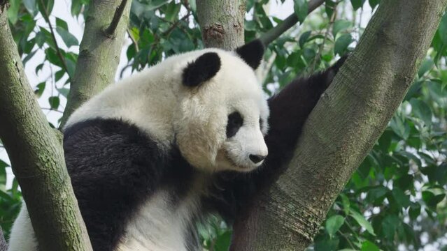 zoom out view of one giant panda bear relax in the tree at Sichuan China