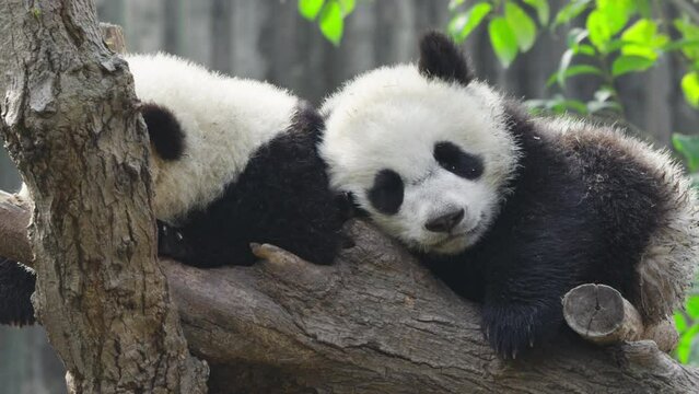 zoom out view of giant panda bear family sleeping tegether mother guard baby take nap