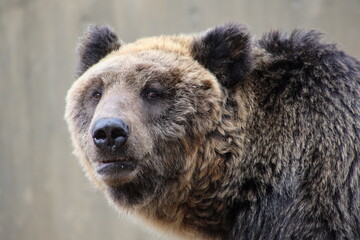 Fototapeta premium brown bear