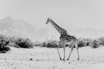 Giraffe walking in desert in black and white © Ppennuen/Wirestock Creators