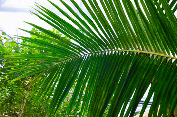 Beautiful palm tree in greenhouse, closeup view