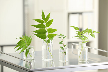 Laboratory glassware with plants on metal table