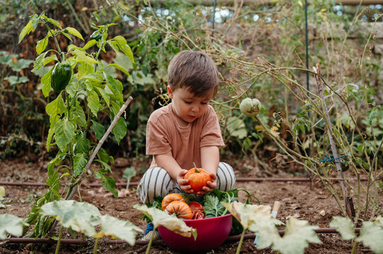 Little gardener with tomatoes
