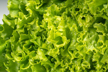 Close up Green curly Lettuce leaves, fresh frilled lettuce Vegetable for Healthy salad.