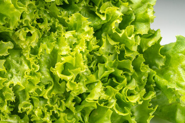 Close up Green curly Lettuce leaves, fresh frilled lettuce Vegetable for Healthy salad.