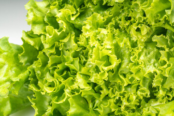Close up Green curly Lettuce leaves, fresh frilled lettuce Vegetable for Healthy salad.