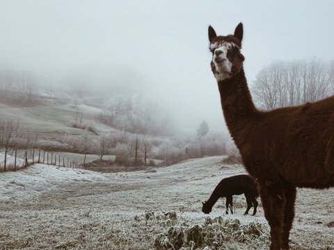 two llamas grazing on a field