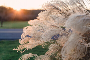 Setting Sun shines on Autumn Grasses beside rural road in Pennsylvania