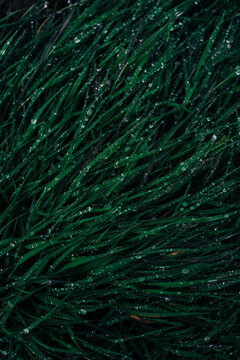 Grass covered with dew drops