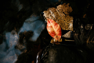 red and yellow river leaf