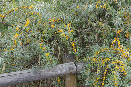 Rokitnik ( Hippophae) źr&oacute;dło witamin, zdrowia, roślina wieloletnie ozdobna, 