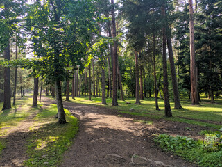 Beautiful view of the coniferous forest and green lawn. The path along the trees goes into the distance. Nature concept