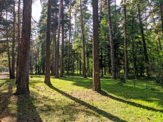 Beautiful view of the coniferous forest and green lawn. Trees cast shadows in the sun. Nature concept