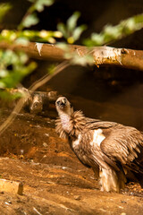 Inquisitive yet irritated Eagle