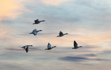 flock of grelay geese close up in flight