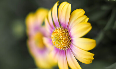 Pastel Cape Marguerite daisies . Mirror images