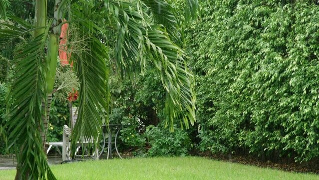 Slow motion rain drops falling on ground against bushes on back yard. Tropical garden. Rainy weather on summer day. Downpour. Green threes. High quality 4k footage