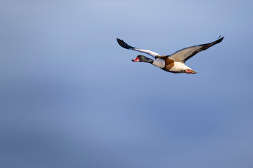common shelduck close up in flight