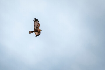 marsh harrier in flight