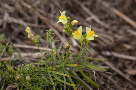 Lnica pospolita (linaria vulgaris, plantaginaceae),  ż&oacute;łty kwiat, ziele, zioło, kwitnąć, 