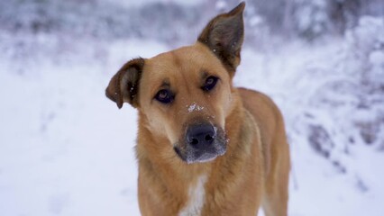 Red dog in snowy winter.