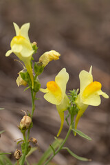 Lnica pospolita (linaria vulgaris, plantaginaceae), żółty kwiat, ziele, zioło, kwitnąć, 