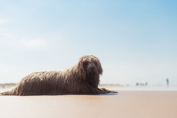 Curious wet dog lying on sea shore
