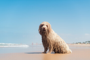 Weird wet dog sitting on sea shore