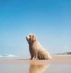 Curious wet dog sitting on beach shore