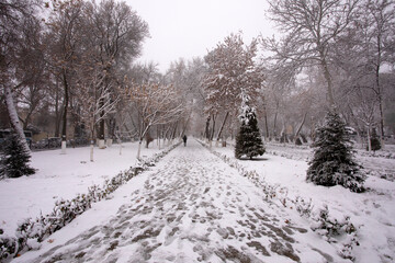 Fototapeta premium Winter in the Samarkand Boulevard.