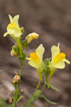 Lnica pospolita (linaria vulgaris, plantaginaceae), ż&oacute;łty kwiat, ziele, zioło, kwitnąć, 