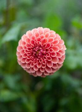 Gorgeous Dahlia