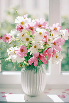 bouquet of Cosmos in a white vase on a windowsill