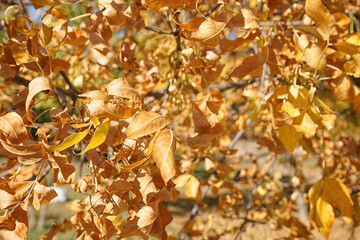 Tree branches with autumn leaves on sunny day
