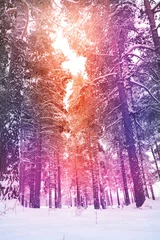 Peel and stick wall murals purple Woodland. Branch covered snow and sunset sunlight.  Fairy forest. Christmas atmospheric mood. Winter fairytale.