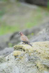 a pigeon sitting on rock , bird on rock, bird on mountain, bird sitting, laughing dove bird