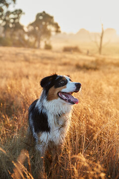 Australian shepherd dog smiling