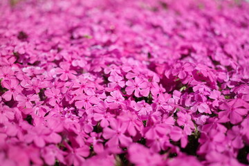 Deep pink moss phlox is in full bloom