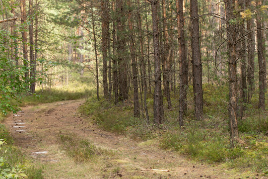 Roztocze, lubelskie, rezerwat Jęzior, park krajobrazowy, rezerwat, 