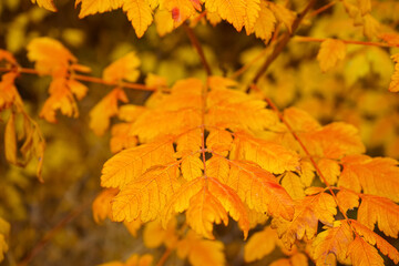 Tree with beautiful autumn leaves outdoors, closeup