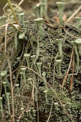 Chrobotek strzępiasty (cladonia fimbriata), Roztocze