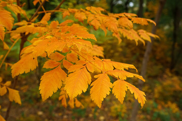 Branch with beautiful autumn leaves in park, closeup