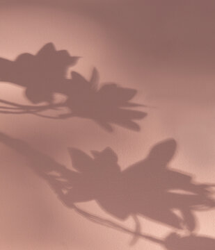 Leaf shadow on pastel pink background
